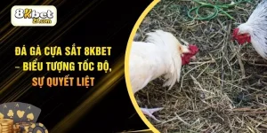 Đá Gà Cựa Sắt 8KBET – Biểu Tượng Tốc Độ, Sự Quyết Liệt